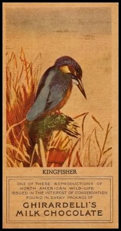 19 Kingfisher